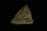 藏品(山形鐘螺)的圖片